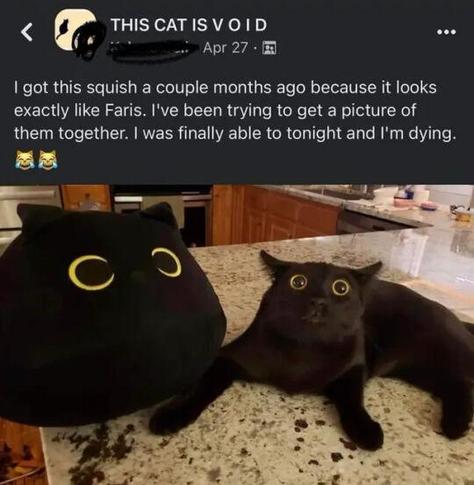 Photo of a black cat with a startled look on his face, sitting next to a large cat plushie with the same expression. The top text reads, "THE CAT IS VOID. Apr 27. I got this squish a couple months ago because it looks exactly like Faris. I've been trying to get a picture of them together. I was finally able to tonight and I'm dying."