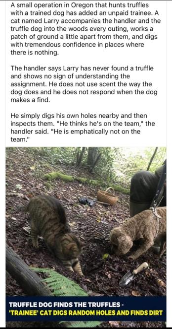 A small operation in Oregon that hunts truffles with a trained dog has added an unpaid trainee. A cat named Larry accompanies the handler and the truffle dog into the woods every outing, works a patch of ground a little apart from them, and digs with tremendous confidence in places where there is nothing.

The handler says Larry has never found a truffle and shows no sign of understanding the assignment. He does not use scent the way the dog does and he does not respond when the dog makes a find.

He simply digs his own holes nearby and then inspects them. "He thinks he's on the team," the handler said. "He is emphatically not on the team."

TRUFFLE DOG FINDS THE TRUFFLES -
'TRAINEE' CAT DIGS RANDOM HOLES AND FINDS DIRT