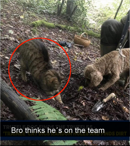 Larry the cat is circled in red with text that says "bro thinks he's on the team"